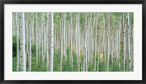 Framed Early Autumn Aspens Print