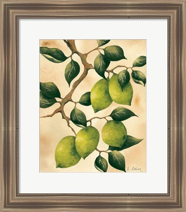 Framed Italian Harvest - Limes Print