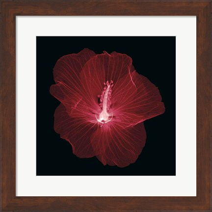 Framed Hibiscus Print