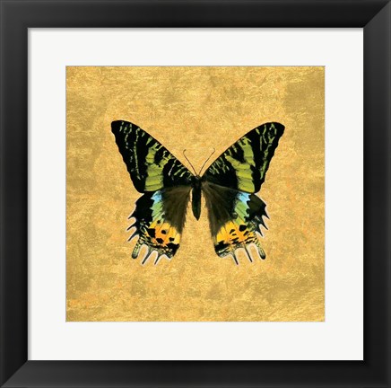 Framed Butterfly on Gold Print