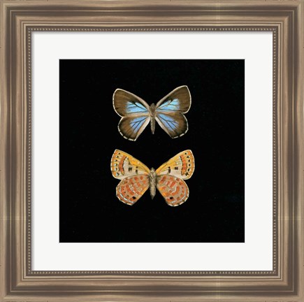 Framed Pair of Butterflies on Black Print