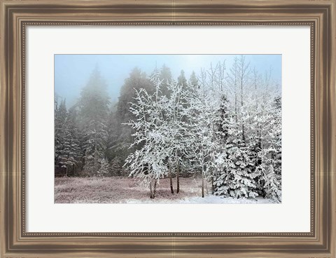 Framed Frosty Morning Print