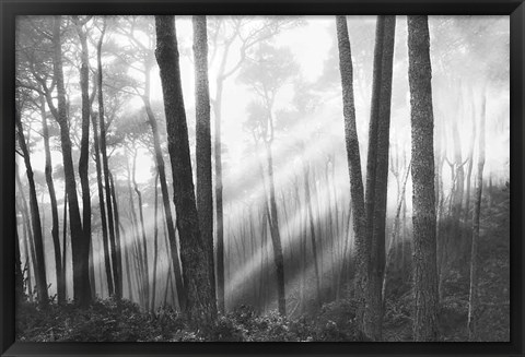 Framed Mystical Forest &amp; Sunbeams Print