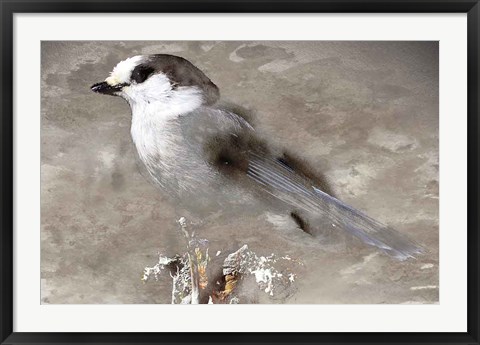 Framed Grey Jay I Print