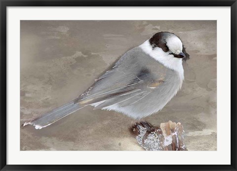 Framed Grey Jay II Print