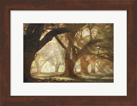 Framed Oak Alley Morning Light Print