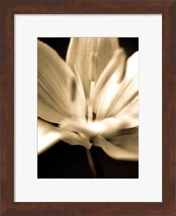 Framed Radiance III Print