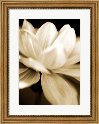 Framed Radiance II Print