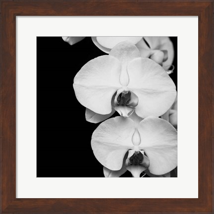 Framed Orchid Portrait II Print