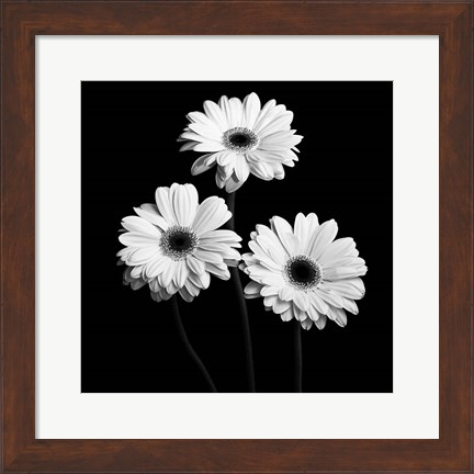 Framed Gerbera Portrait II Print