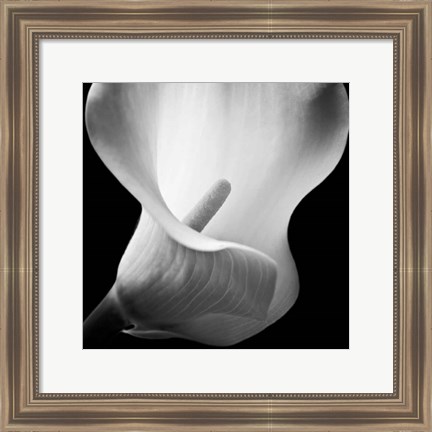 Framed Softness I Print