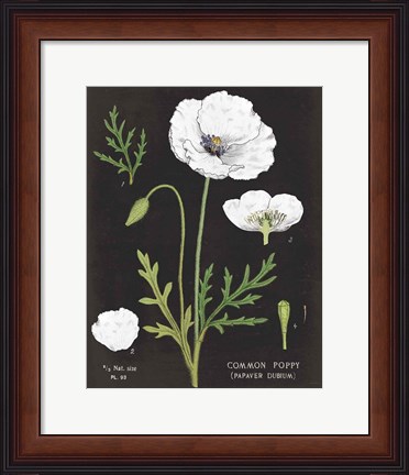 Framed White Poppy Chart Print