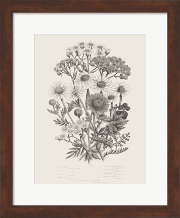 Framed Flowering Plants V Neutral Print