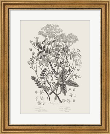 Framed Flowering Plants I Neutral Print