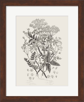 Framed Flowering Plants I Neutral Print