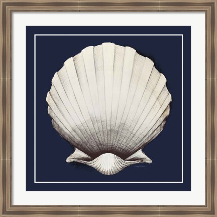 Framed Coastal Shell II with Border Navy Print