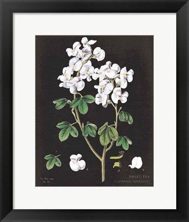 Framed White Sweet Pea Chart Print