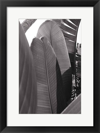 Framed Palm Detail IV BW Print