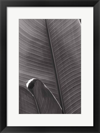 Framed Palm Detail III BW Print