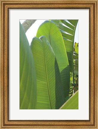 Framed Palm Detail IV Print