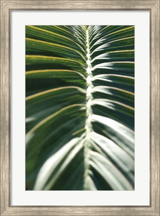 Framed Palm Detail II Print