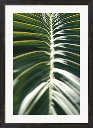 Framed Palm Detail II Print