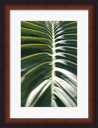 Framed Palm Detail II Print