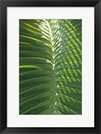 Framed Palm Detail I Print