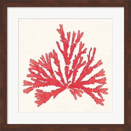 Framed Pacific Sea Mosses IV Red Print