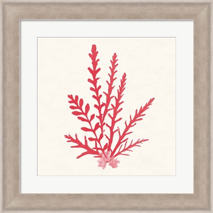 Framed Pacific Sea Mosses III Red Print