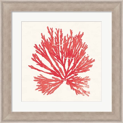 Framed Pacific Sea Mosses II Red Print