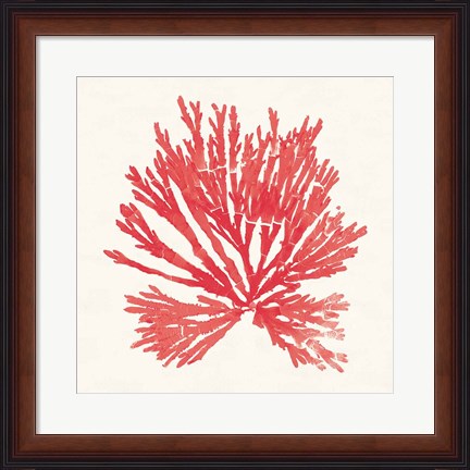 Framed Pacific Sea Mosses II Red Print