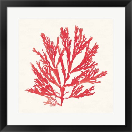 Framed Pacific Sea Mosses I Red Print