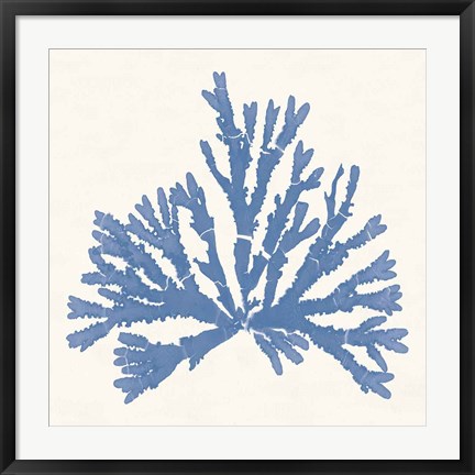 Framed Pacific Sea Mosses IV Light Blue Print