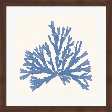 Framed Pacific Sea Mosses IV Light Blue Print