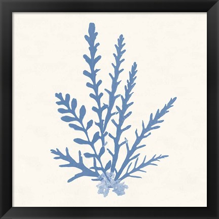 Framed Pacific Sea Mosses III Light Blue Print