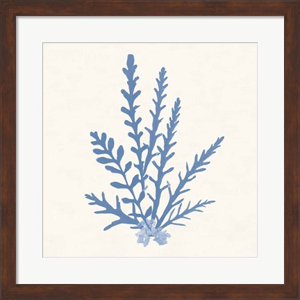 Framed Pacific Sea Mosses III Light Blue Print