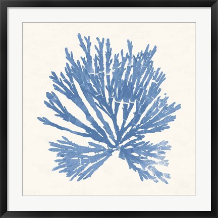 Framed Pacific Sea Mosses II Light Blue Print