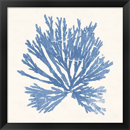 Framed Pacific Sea Mosses II Light Blue Print