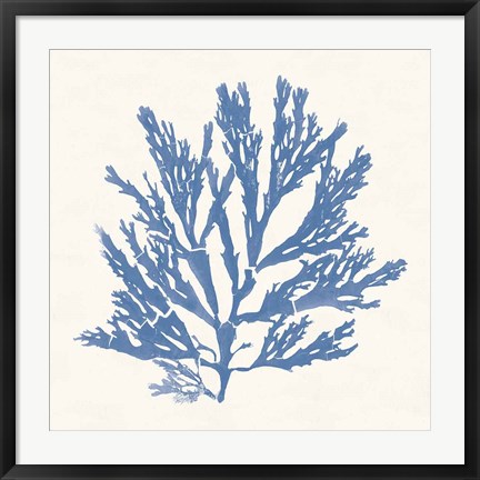 Framed Pacific Sea Mosses I Light Blue Print