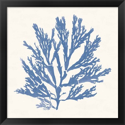 Framed Pacific Sea Mosses I Light Blue Print