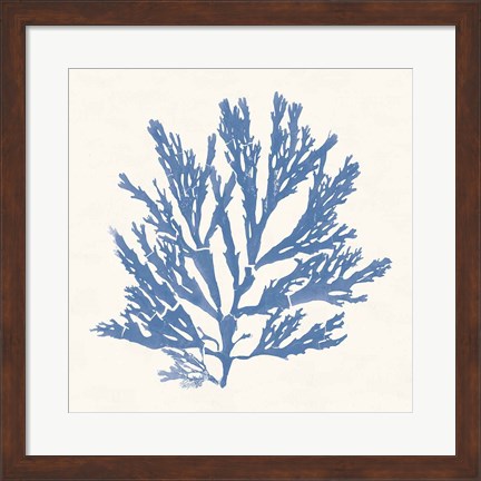 Framed Pacific Sea Mosses I Light Blue Print