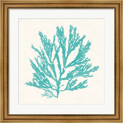 Framed Pacific Sea Mosses I Aqua Print