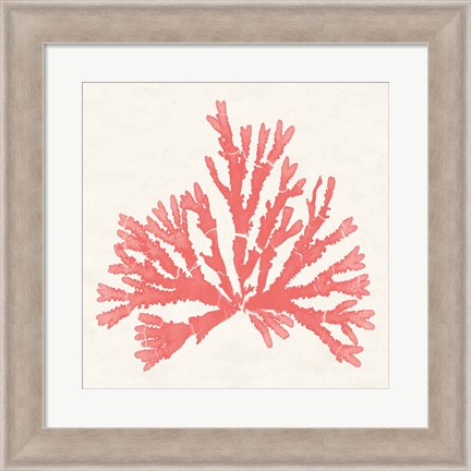 Framed Pacific Sea Mosses IV Coral Print