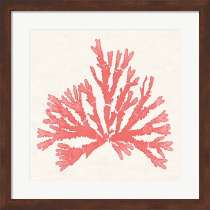 Framed Pacific Sea Mosses IV Coral Print