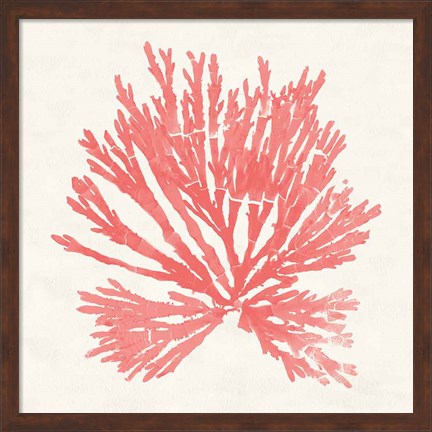 Framed Pacific Sea Mosses II Coral Print