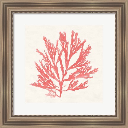 Framed Pacific Sea Mosses I Coral Print