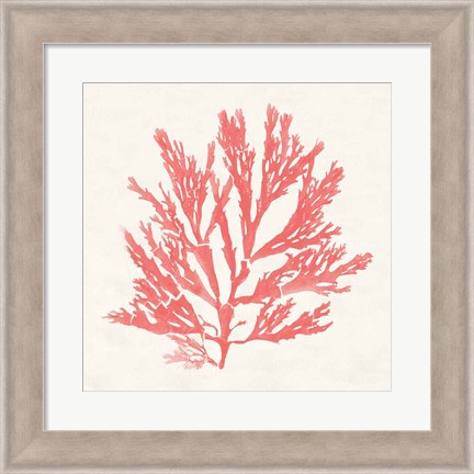 Framed Pacific Sea Mosses I Coral Print