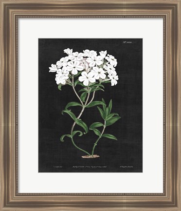 Framed White Botanical on Black Chart VI Print
