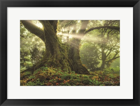 Framed One-Two Tree Print